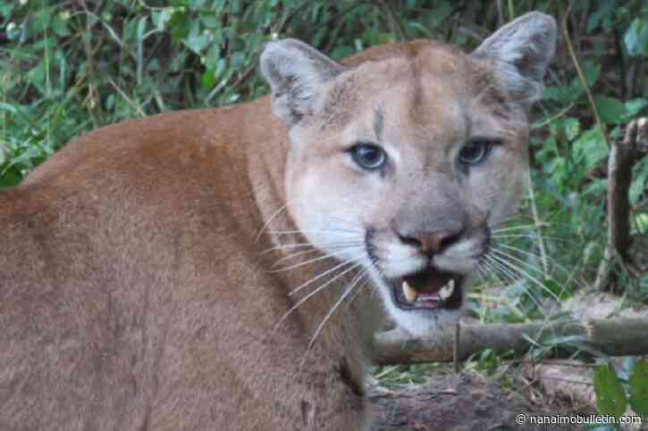 Parksville officials warn of cougar in area after livestock killed