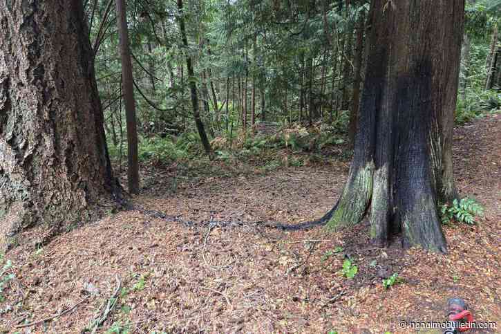 Nanaimo RCMP investigating suspicious fire in Bowen Park