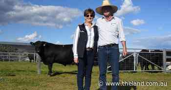 Heart Angus secures 100pc clearance, as buyers chased genetics from new sires