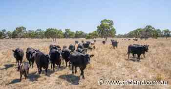 Beef tariffs triggered to Korea but global factors providing buffer