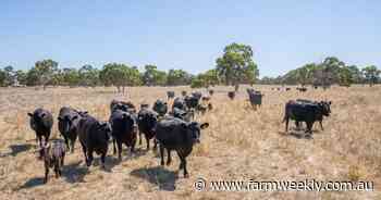 Beef tariffs triggered to Korea but global factors providing buffer
