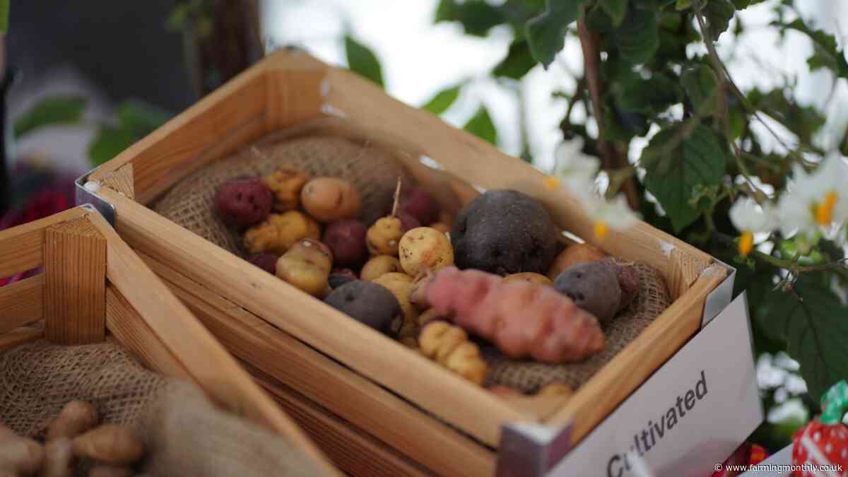 Scientists from The James Hutton Institute promoted innovation at British Potato 2025