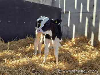 Calf crypto pressure drives 143% rise in antibiotic sales