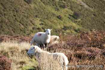 Wildfire surge sparks calls for more upland grazing