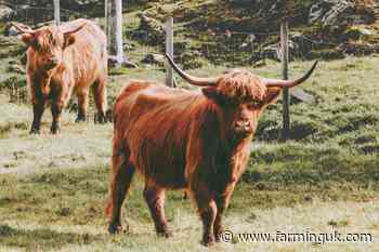 Scottish prime cattle numbers rise as herd decline eases