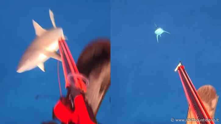 “Posto sbagliato, momento sbagliato: non ho nessun rancore verso lo squalo”: viene attaccato mentre pesca in apnea, il video impressionante dell’aggressione