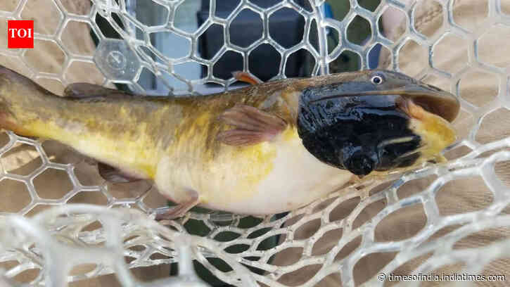 Scientists find 30% of catfish population in Vermont lake affected by a transmissible cancer