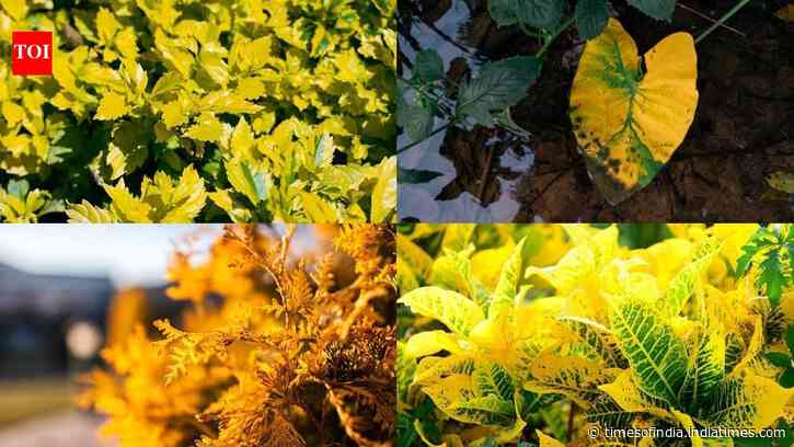 5 yellow-leaf plants to add glamour and luxury to your garden