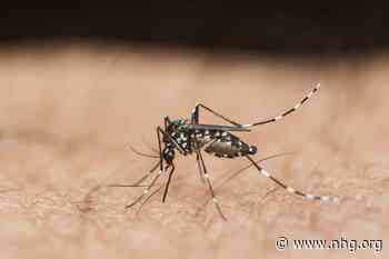 Informatie gebundeld over dengue, chikungunya en westnijlvirusinfectie in Europa
