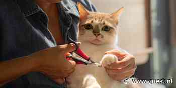 Moet je de nagels van je kat wel of niet knippen?