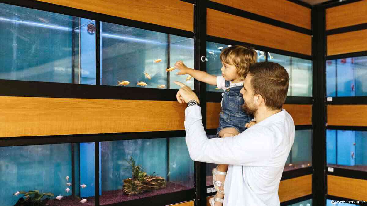 Spontan einen Fisch gekauft? Warum das öfter schiefgeht, als Sie denken