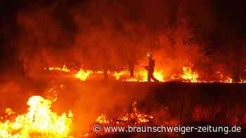 Brandstiftung oder Blitzschlag? So entstehen verheerende Waldbrände