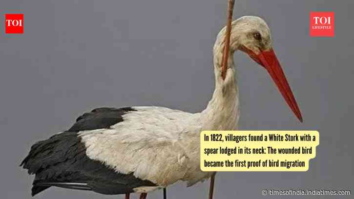 In 1822, villagers found a White Stork with a spear lodged in its neck: The wounded bird became the first proof of bird migration