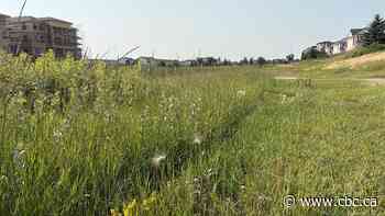 As weeds bloom, Regina city council faces down budget cut consequences