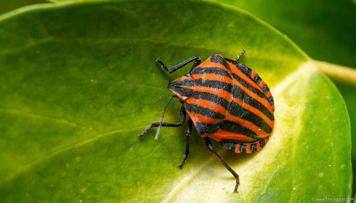 Arista patches actively exploited VeloCloud bug as CISA puts admins on the clock