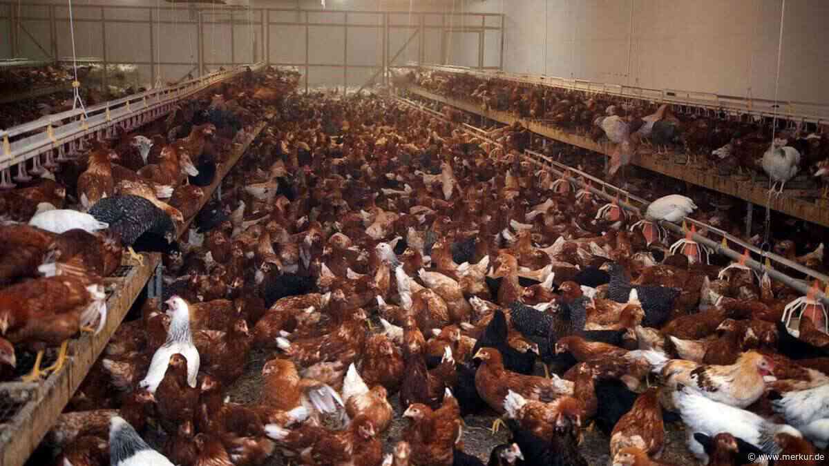 Riesige Hühnerfarmen in England erzeugen mutierte Durchfallbakterien