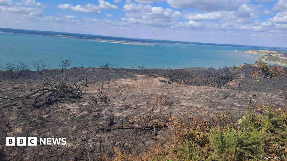 Campfire remains found at site of heathland fire that burned for five days