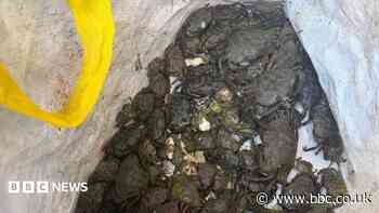 'Huge haul' of crabs and oysters seized by police