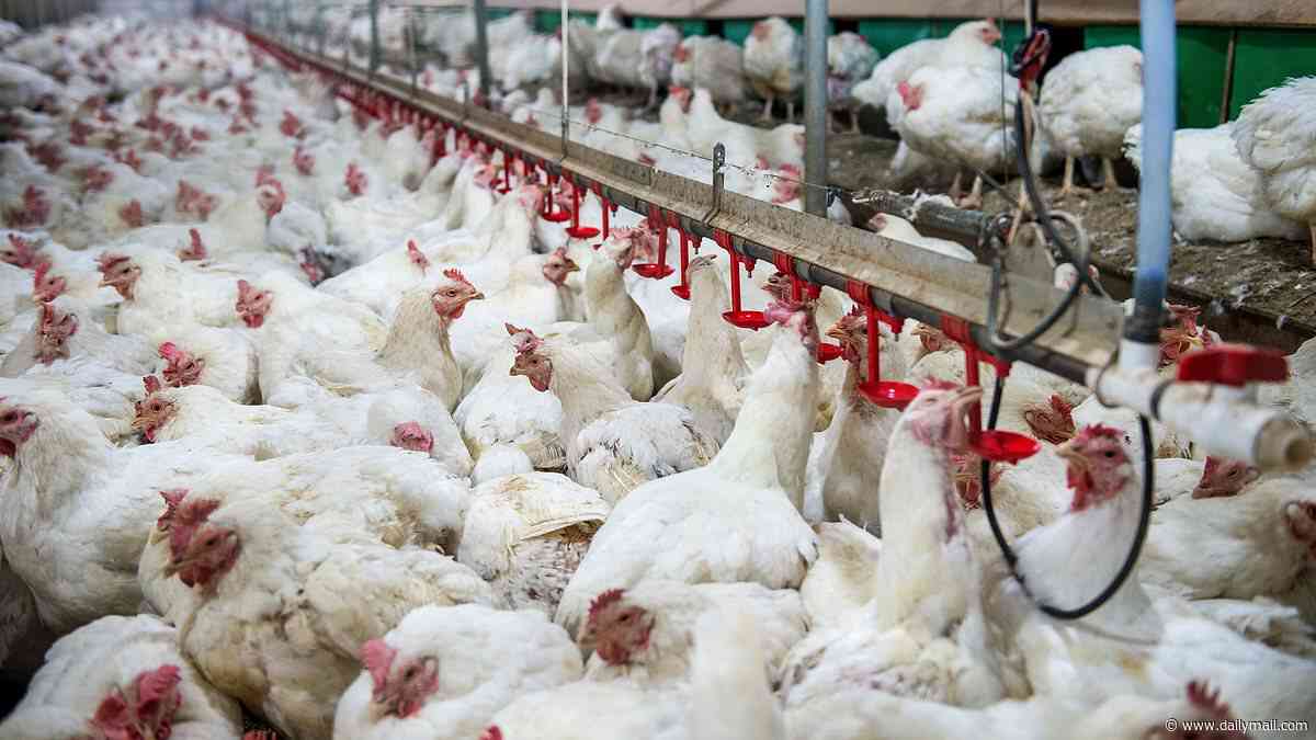 British chickens could be fuelling surge in bug linked to bowel cancer, study suggests