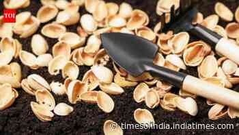 5 ways to use pistachio shells in gardening creatively