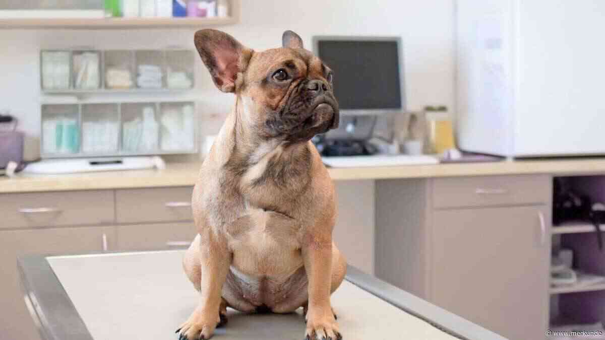 Hundebesitzer geben kurznasige Rassen in Rekordzahlen auf
