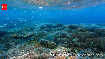 Scientists are turning seawater into a ‘blood test’ that could reveal coral reef damage before it becomes visible