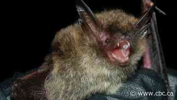 Sudbury 'bat walks' helping conservationists learn more about local populations