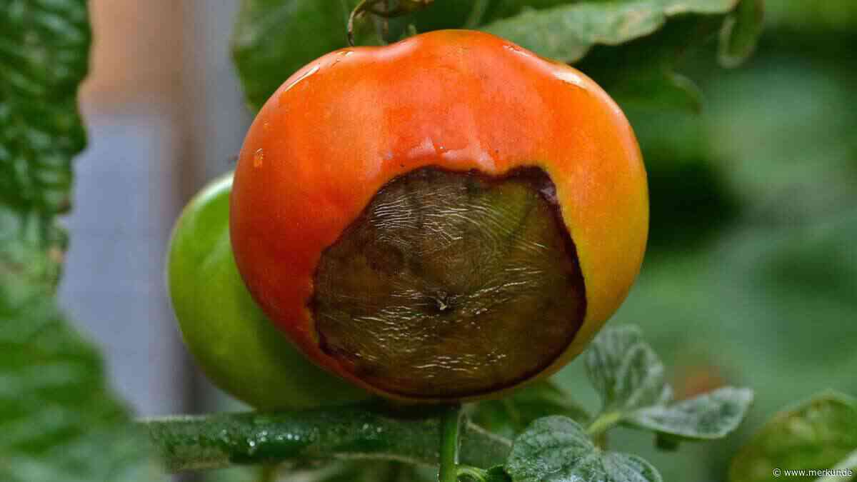 Braune Flecken an Tomaten? Eine Brausetablette rettet Ihre Ernte