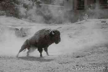 The Buffalo Song Could Be Wyoming’s Song Of The Summer