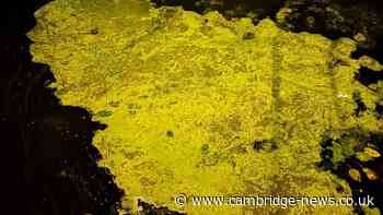 ‘Yellow substance’ appears in Cambridgeshire river