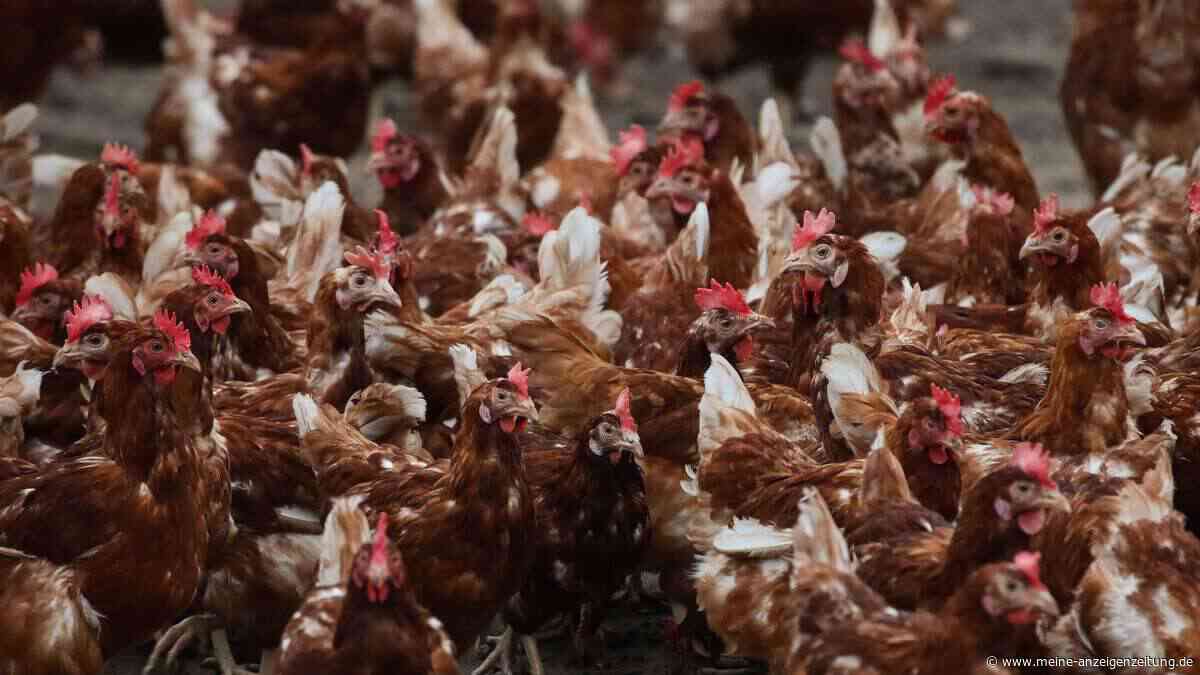 Campylobacter breitet sich schneller aus: Studie sieht industrielle Hühnerhaltung als Treiber