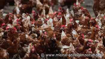 Campylobacter breitet sich schneller aus: Studie sieht industrielle Hühnerhaltung als Treiber