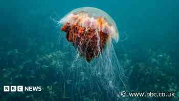 How afraid should we be of Scotland's jellyfish?