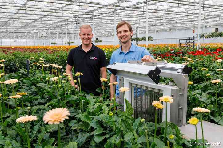 Oudijk Gerbera test UV-C-oplossing tegen meeldauw
