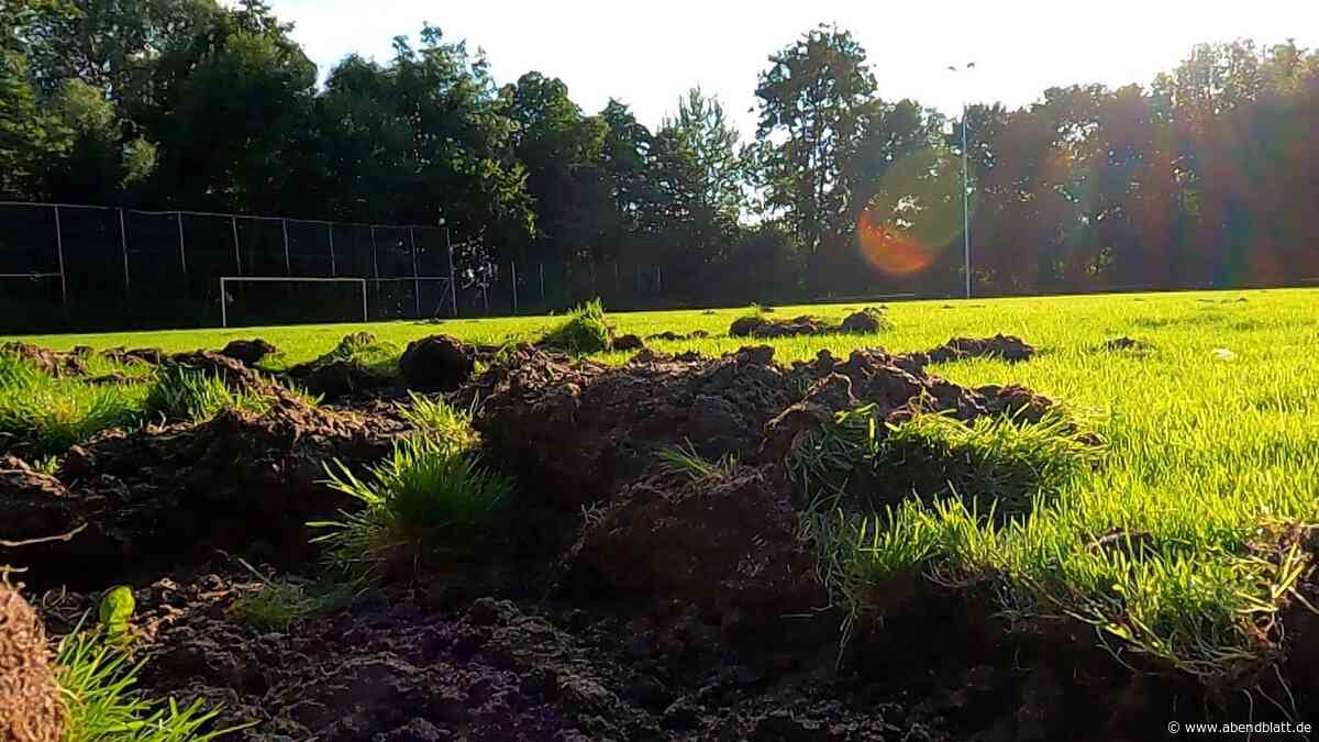 Wildschweine zerstören Fußballplatz – dann rückt der Jäger an