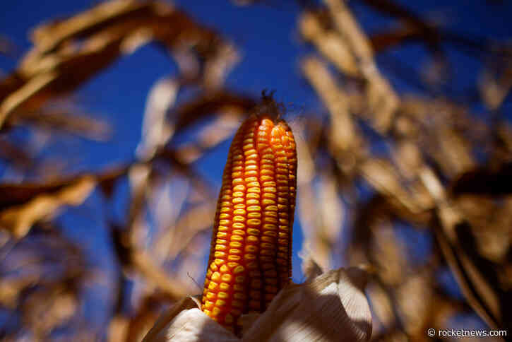 A ‘Super El Niño’ is expected to squeeze commodities even further this year