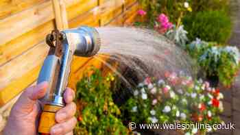What to do if your neighbour is breaking hosepipe ban by watering garden?