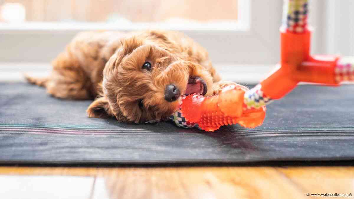 Morning Live expert urges dog owners 'see vet immediately' over symptom in mouth