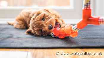 Morning Live expert urges dog owners 'see vet immediately' over symptom in mouth