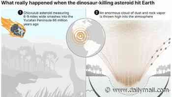 What really happened when the dinosaur-killing asteroid hit Earth: Worldwide fires incinerated most animals within HOURS - before a global winter wiped out any survivors, study finds