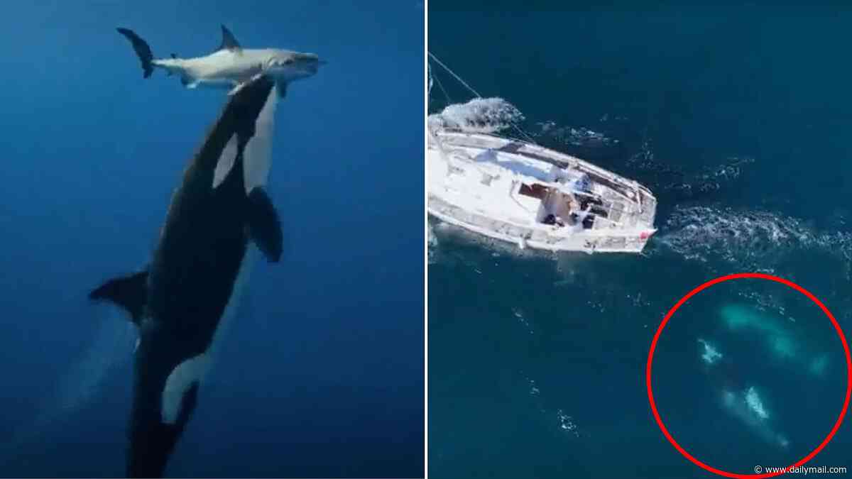 Scientists uncover terrifying way 'ultimate apex predator' hunts Jaws for its liver