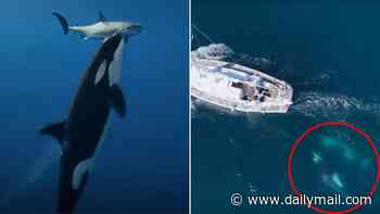 Scientists uncover terrifying way 'ultimate apex predator' hunts Jaws for its liver