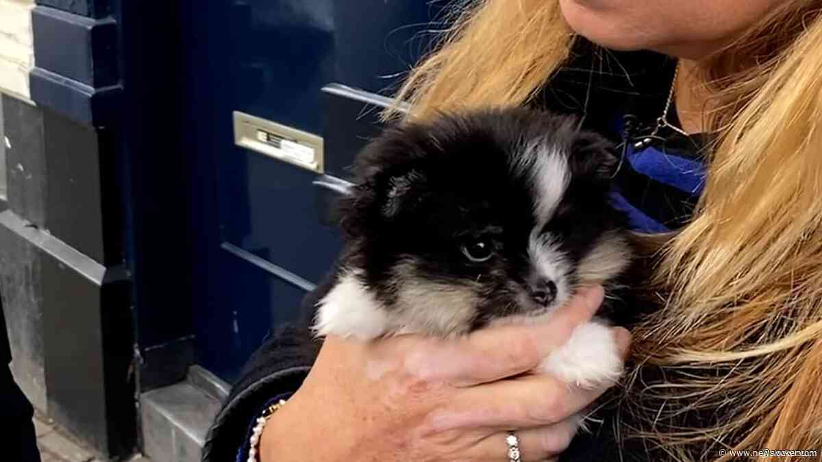 OM eist voorwaardelijke celstraf voor illegale handel in zieke puppy's