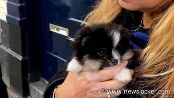 OM eist voorwaardelijke celstraf voor illegale handel in zieke puppy's