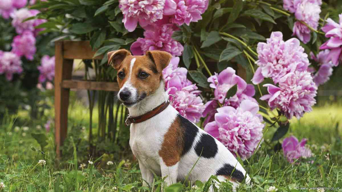 10 plants to avoid in your garden if you have a dog or cat