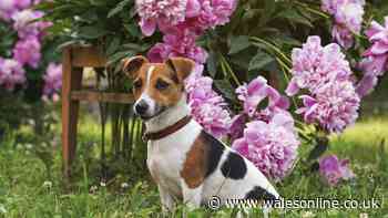 10 plants to avoid in your garden if you have a dog or cat