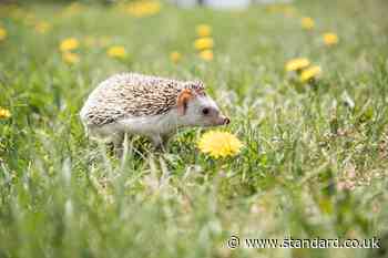 Wildlife centres ‘fit to bursting’ with hedgehogs amid scorching weather
