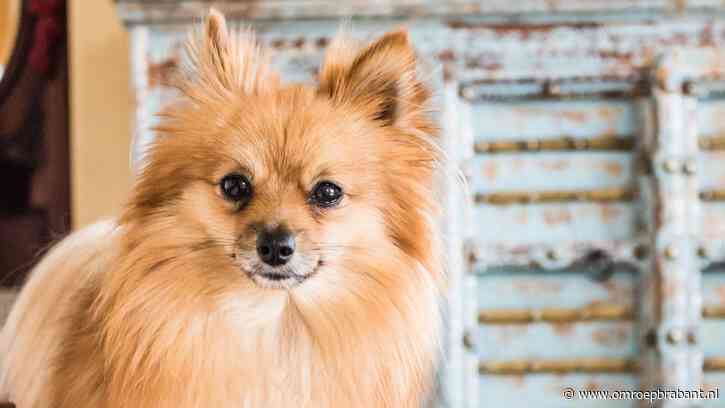OM eist taak- en celstraf voor man uit Best voor malafide handel in puppy's