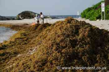 Smelly seaweed blankets Mexico’s idyllic coastline forcing beach closures amid ‘extremely serious’ drop in tourism