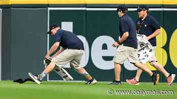Wild moment squirrel causes chaos during MLB game as security struggle to catch runaway rodent